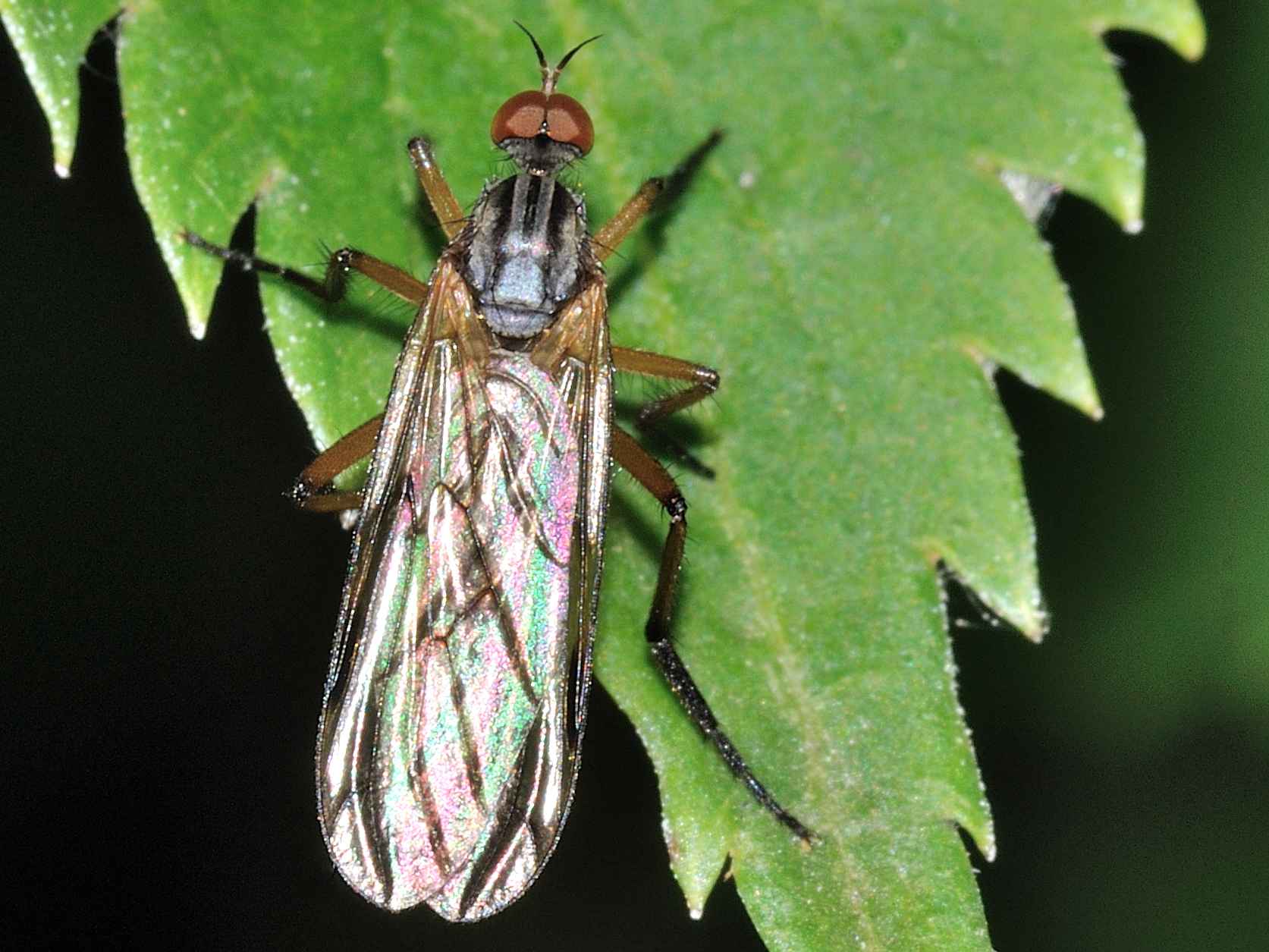 Empididae